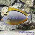 Naso Blonde Tang
