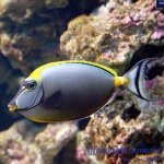 Naso Blonde Tang with Streamer