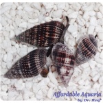 Nassarius Snail Large