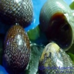 Nerite Snail