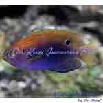 Ocellate Damselfish