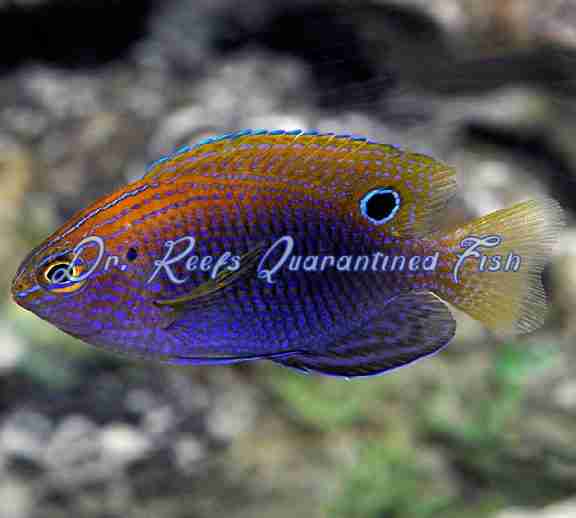 ocellate Ocellate Damselfish - Image 1