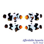 Onyx Picasso Percula Bonded Pair