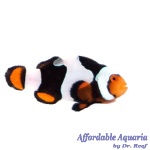 Onyx Picasso Clownfish