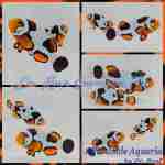 Onyx Picasso Percula Bonded Pair