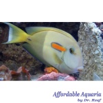 Orange Shoulder Tang