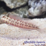 Orange Spotted Blenny
