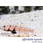 Orange Spotted Goby