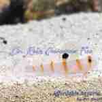 Orange Stripe Randall's Goby