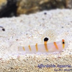 Orange Stripe Prawn Goby