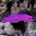 Orchid Dottyback (Captive Bred)