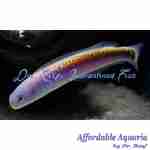 Oreni Tilefish