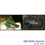 Mandarin - Blue/Green (Captive Bred)