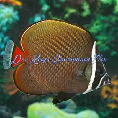 pakistani Pakistan Butterflyfish - Image 1
