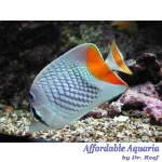 Pearlscale Butterflyfish
