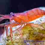 Peppermint Shrimp