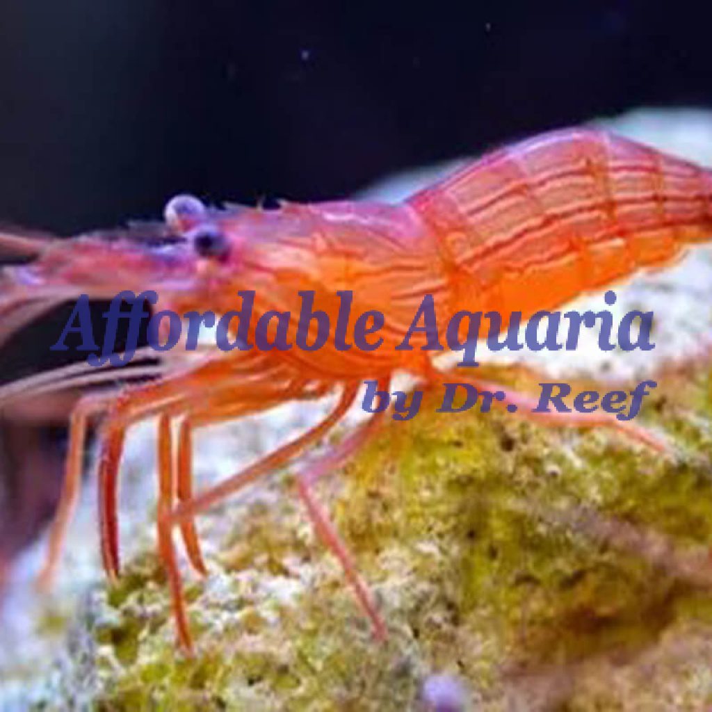 Peppermint Shrimp Affordable Aquaria