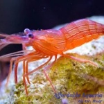 Peppermint Shrimp