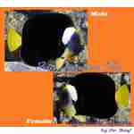 False Personifer Angelfish (Female)