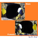 False Personifer Angelfish (Male)