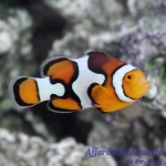 Picasso Percula Clownfish