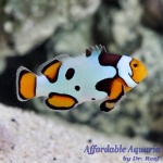Picasso Percula Clownfish (Premium)