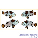 Picasso Storm Bonded Pair