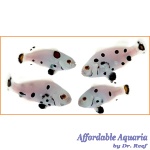 Picasso Super Storm Bonded Pair