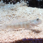 Pink Spotted Watchman Goby