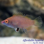 Pink-Streaked Wrasse