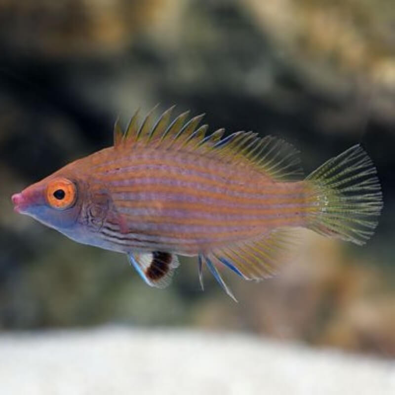 pink-streaked-wrasse-1.jpg Pink-Streaked Wrasse - Image 1