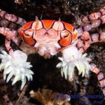 Pom Pom Crab