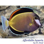 Powder Brown Tang