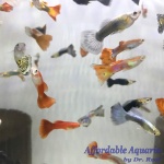 Premium Assorted Male