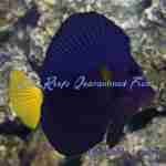Purple Tang