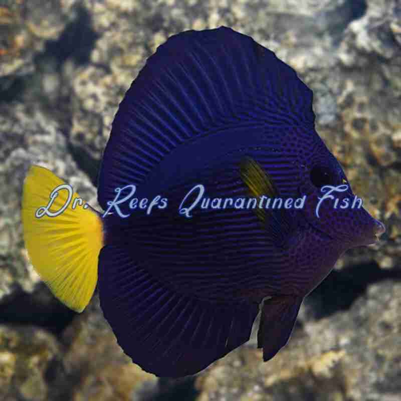 purple-tang-1 Purple Tang (Captive Bred) - Image 1