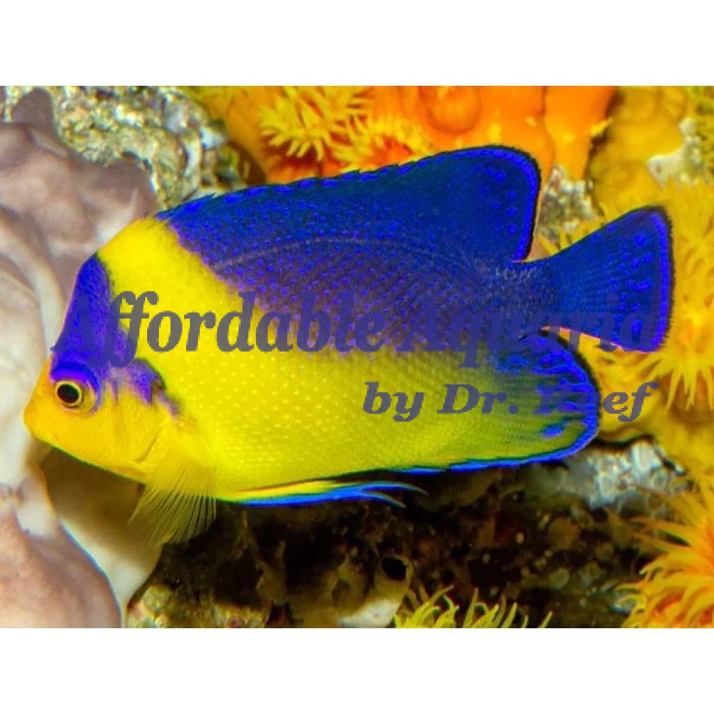 Purple Masked Angelfish Captive Bred Affordable Aquaria