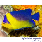 Purple Masked Angelfish (Captive Bred)