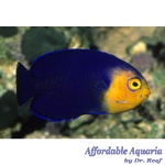 Pygmy (Cherub) Angelfish