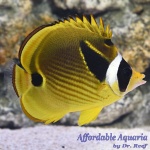 Raccoon Butterflyfish