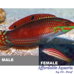Xmas Red-lined Wrasse