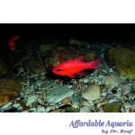 Red Stop Light Cardinalfish