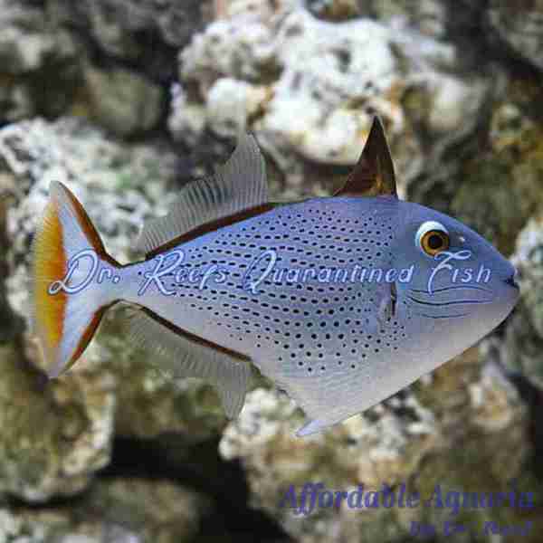 Red Tail Triggerfish | Affordable Aquaria