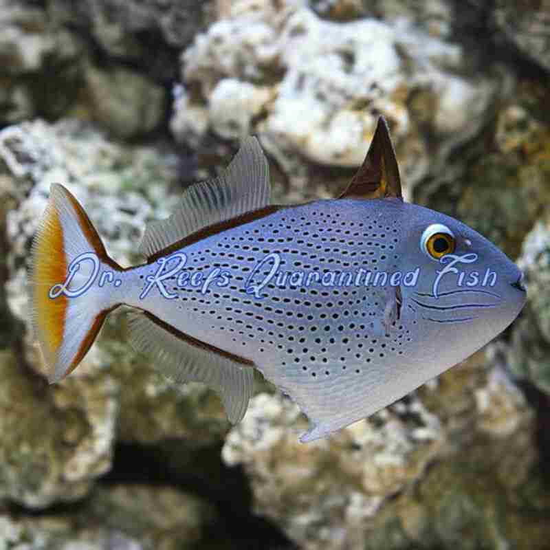 red-tail-triggerfish-1 Red Tail Triggerfish - Image 1