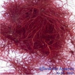 Gracilaria Red (1/4 lb)