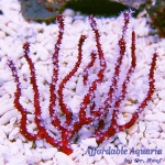 Red Finger Gorgonian