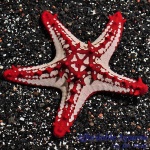 Red Knob Sea Star