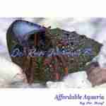 Hermit Crabs - Image 3