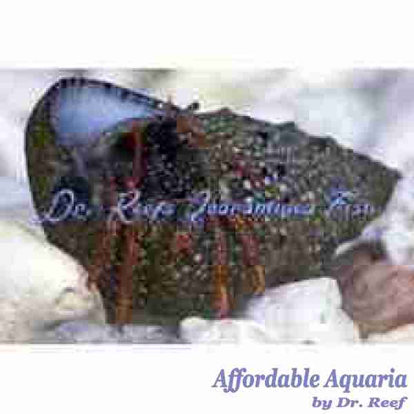 Hermit Crabs - Image 3