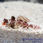 Red Scooter Dragonet